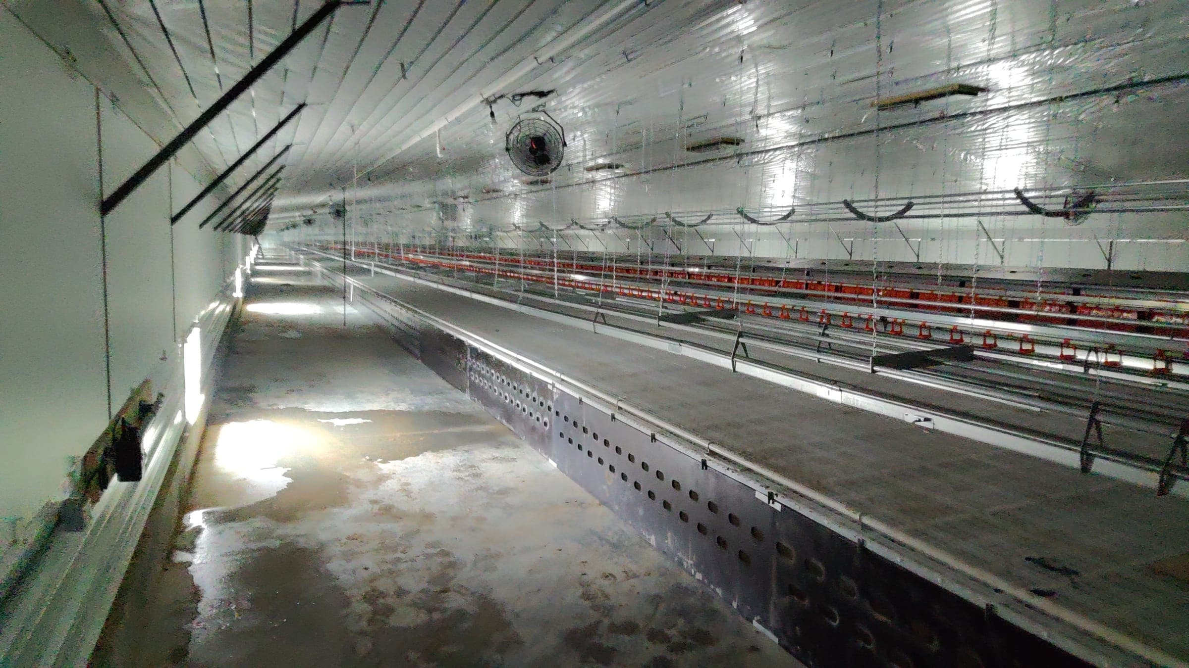Interior of poultry barn showing ventilation fans feeding lines and lighting systems